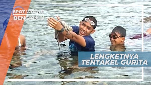 Lengketnya Tentakel Gurita Muda Bengkulu