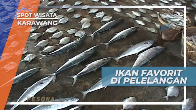 7800 Ikan Air Laut Karawang HD