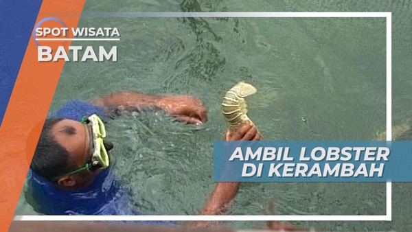 Tangkap Lobster Karamba Pulau Abang Batam 