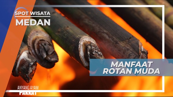 Pakkat, Rotan Muda Berkhasiat Membantu Masalah Pernafasan, Medan