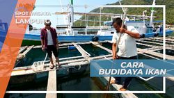 Budidaya Ikan Kerapu ala Masyarakat Pesisir Lampung Budidaya Ikan Kerapu ala Masyarakat Pesisir Lampung