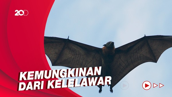 WHO Yakin Sumber COVID-19 Ada di Pasar Huanan