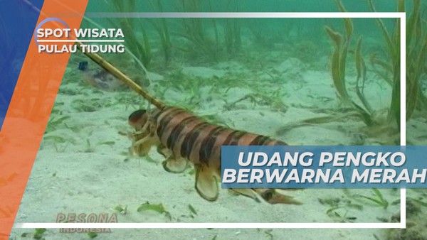 Pengko Merah, Si Udang Betina yang Lucu, Pulau Tidung