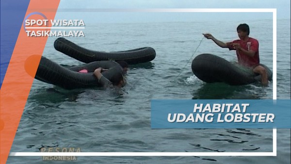 Mencari Letak Habitat Lobster Tasikmalaya