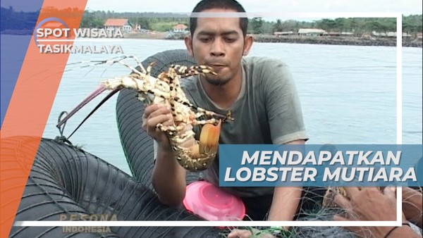 Lobster Mutiara, Anugerah Bagi Para Nelayan Tasikmalaya