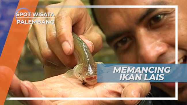 Memancing Ikan Lais Berbekal Ulat Pisang Dan Kesabaran Palembang
