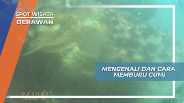 Berburu Cumi-cumi ala Nelayan Kepulauan Derawan Kalimantan Timur