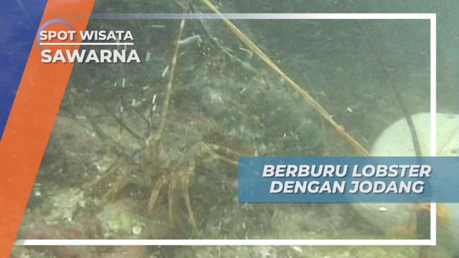Berburu Lobster Dengan Jodang, Sawarna