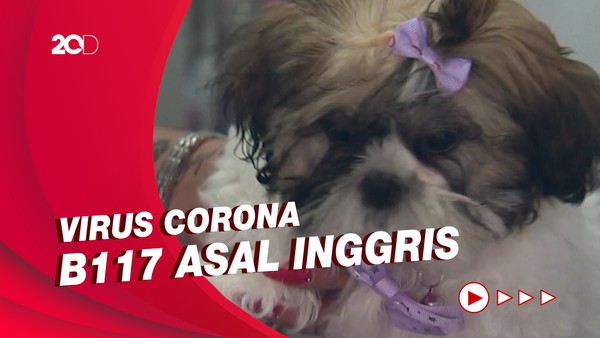 Peneliti Sebut Anjing dan Kucing Bisa Terinfeksi COVID-19 