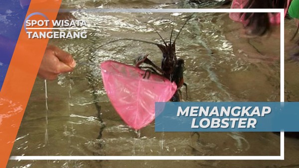 Serunya Adu Cepat Menangkap Lobster Tangerang
