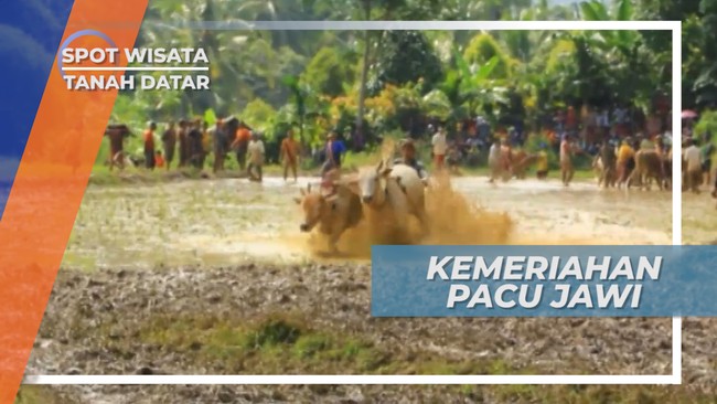 Pacu Jawi, Warisan Budaya yang Terkenal Hingga Mancanegara, Tanah Datar