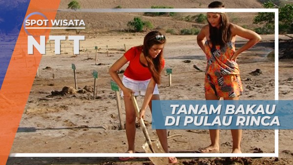 Melestarikan  Alam Pulau Rinca dengan Menanam Pohon Bakau, Nusa Tenggara Timur