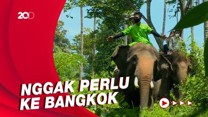 Celebrity on Vacation: Main Bareng Gajah di Lembah Hijau