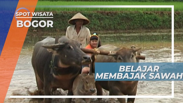 Membajak Sawah Bersama Kerbau Bogor Jawa Barat