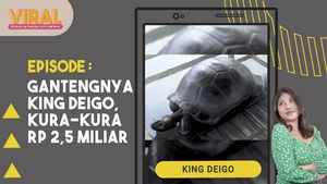 Perkenalkan Kura-kura Termahal di Indonesia, Harganya Rp 2,5 M  