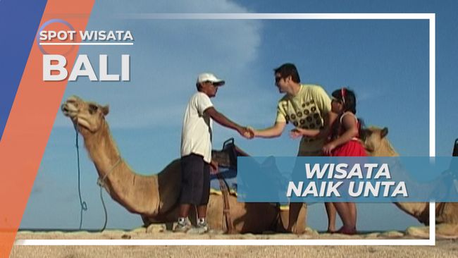 Sensasi Wisata Naik Unta Ala Timur Tengah, Bali