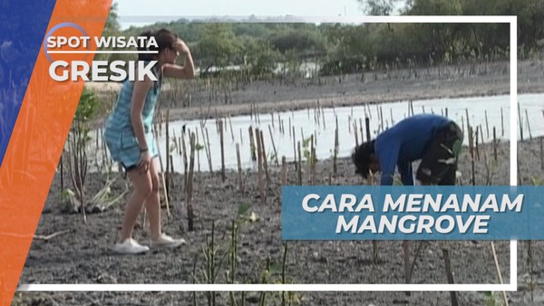 Belajar Cara Menanam Mangrove Gresik Jawa Timur