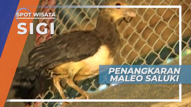 Penangkaran Maleo Dusun Saluki Sigi Sulawesi Tengah
