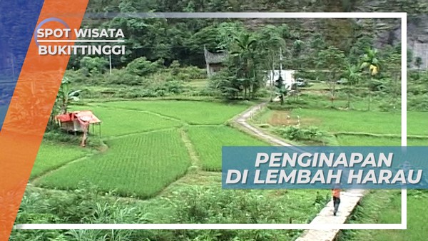 Penginapan di Lembah Harau Sumatera Barat, Suasana Asri di Tepi Hamparan Sawah 