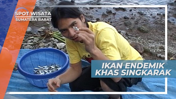 Bilih, Ikan Endemik Danau Singkarak, Sumatera Barat