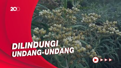 Fakta Bunga Edelweis yang Heboh Dibicarakan Gegara Atta-Aurel