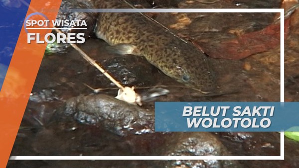 Ritual Khusus Memanggil Belut Sakti Wolotolo, Flores