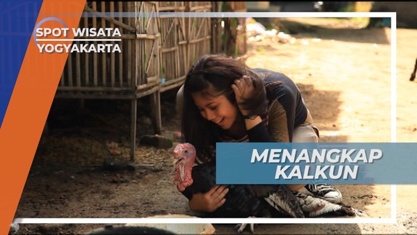 Perjuangan Menangkap Kalkun, Bahan Kuliner Andalan Yogyakarta