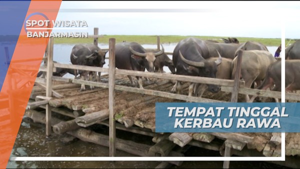 Kalang, Tempat Tinggal Kerbau Rawa di Danau Panggang, Banjarmasin