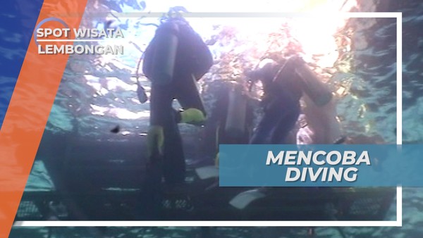 Menyelam dan Berkenalan dengan Ikan Bawah Laut Lembongan