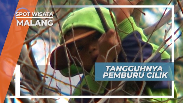 Pemburu Bunga Gunung Cilik Tangguh dari Gunung Bromo
