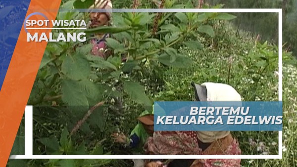Pemburu Bunga Gunung, Bersama Keluarga Memetik Rejeki nan Cantik di Gunung Bromo
