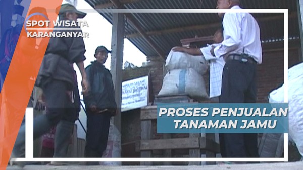 Harga Tanaman Jamu Hasil Berburu, Karanganyar