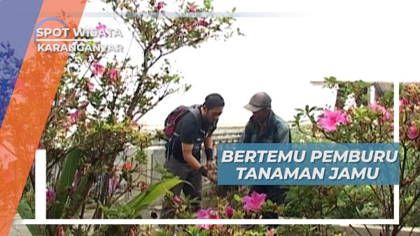Pemburu Tanaman Jamu, Keseharian Penduduk Lereng Gunung Lawu, Karanganyar