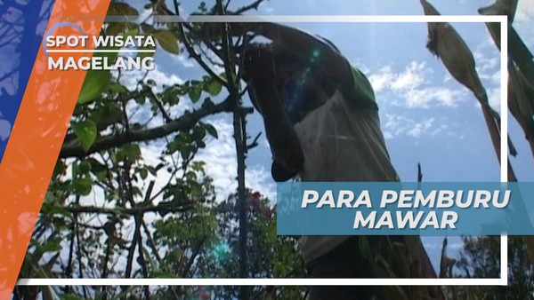 Pemburu Bunga Mawar, Bersama Dingin dan Kabut Pagi di Daerah Pakis Magelang
