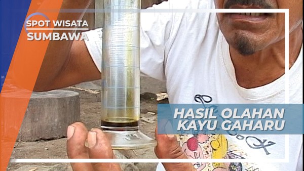 Ekstrak Minyak Wangi Yang Diperoleh Dari Hasil Sulingan Kayu Gaharu Sumbawa