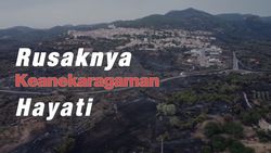 Pulau Sardinia Rusak Parah Akibat Kebakaran Hutan
