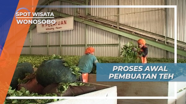 Jelajah Alam Wonosobo, Memetik Teh untuk Diproses