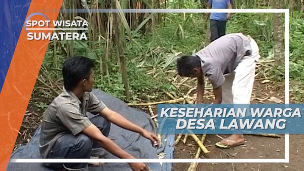 Tebu, Mata Pencaharian Utama Warga Desa Lawang Sumatera Barat