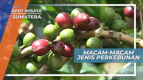 Hijau dan Asrinya Perkebunan Alahan Panjang Solok Sumatera Barat