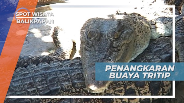 Menyambangi Markas Buaya di Desa Teritip, Balikpapan
