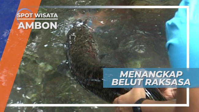 Menangkap Belut Raksasa, Wisata Unik di Desa Wai, Ambon