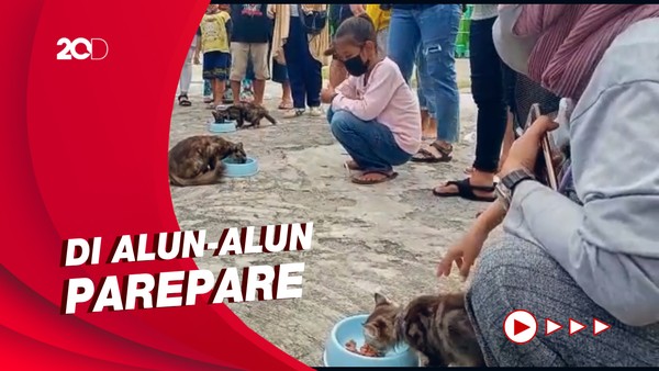 Gemas! Aksi Lucu Kucing-kucing Ikutan Lomba Makan Lahap