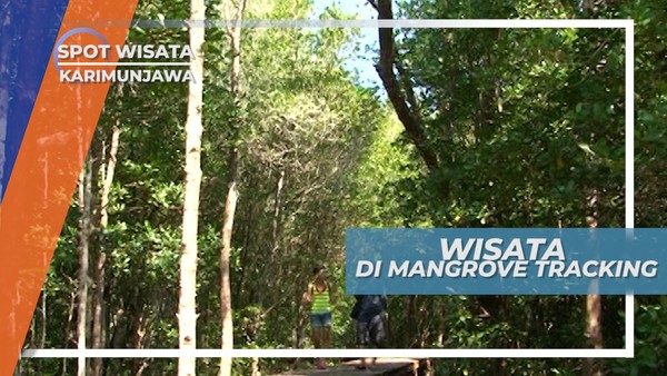 Berjalan Mengelilingi Luasnya Hutan Mangrove Karimun Jawa Besar Jepara