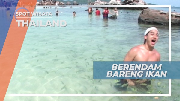 Berenang Bersama Ikan Laut yang Lucu di Pantai Egg Island Phuket Thailand