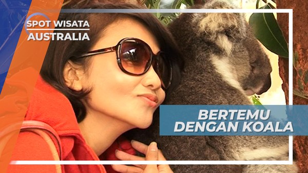 Melihat Tingkah Koala, Satwa Lucu nan Menggemaskan Khas Australia