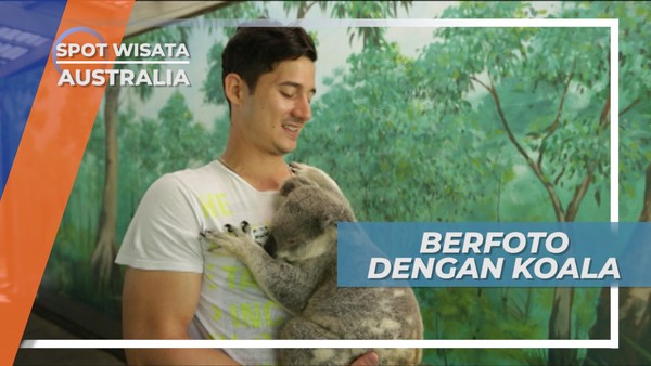 Berfoto Bersama Koala, Satwa Khas Australia yang Mudah Terlelap