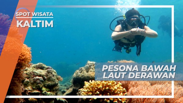 Terumbu Karang yang Cantik dan Si Raksasa Pari Manta, Kombinasi Keindahan Derawan Kalimantan Timur
