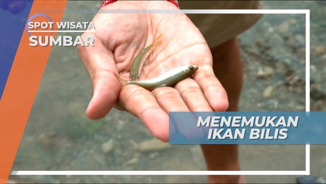 Ikan Bilis, Panen Ikan Air Tawar Khas Danau Singkarak, Sumatera Barat