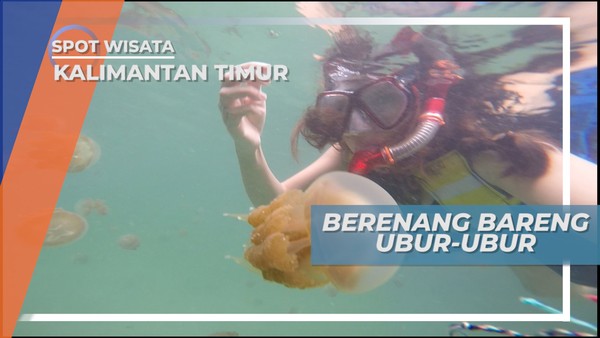 Pulau Kakaban, Sensasi Berenang Seru Dengan Ubur-ubur yang Jinak dan Lucu, Kalimantan Timur