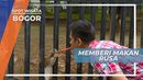 Memberi Makan Rusa, Kegiatan Seru di Penginpan yang Nyaman, Bogor